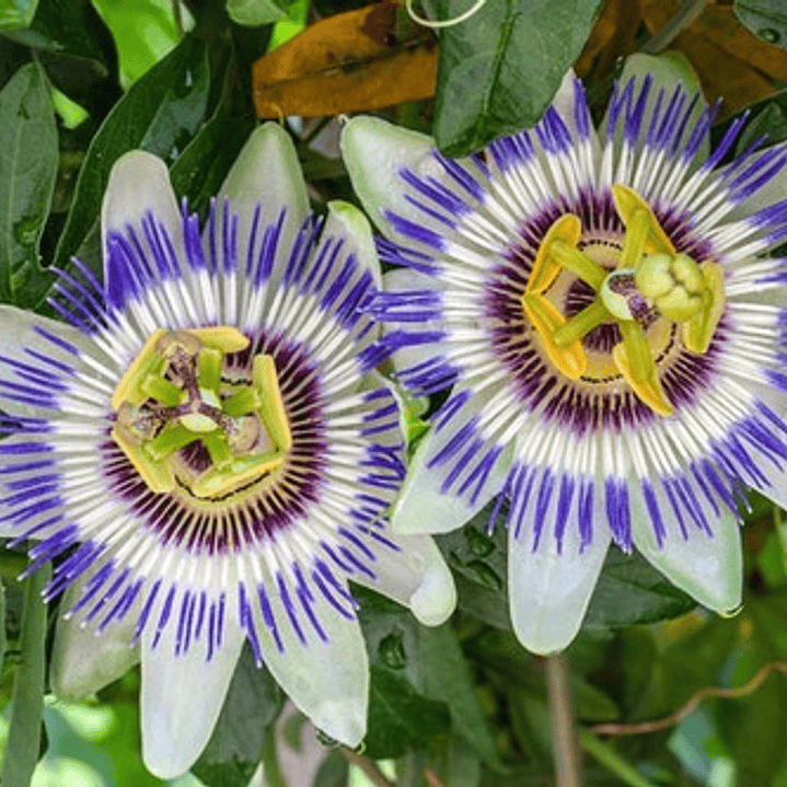 Passiflora Caerulea Trepadora Ornamental 1
