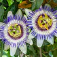Passiflora Caerulea Trepadora Ornamental - Miniatura 1