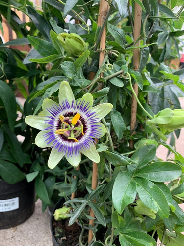 Passiflora Caerulea Trepadora Ornamental 2