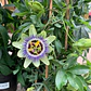 Passiflora Caerulea Trepadora Ornamental - Miniatura 2