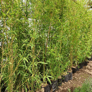 Bambú Ornamental Grande  Xl