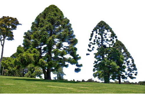 Araucaria Bidwillii Australiana Árbol Exótico Ornamental 1