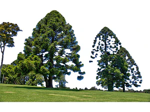 Araucaria Bidwillii Australiana Árbol Exótico Ornamental