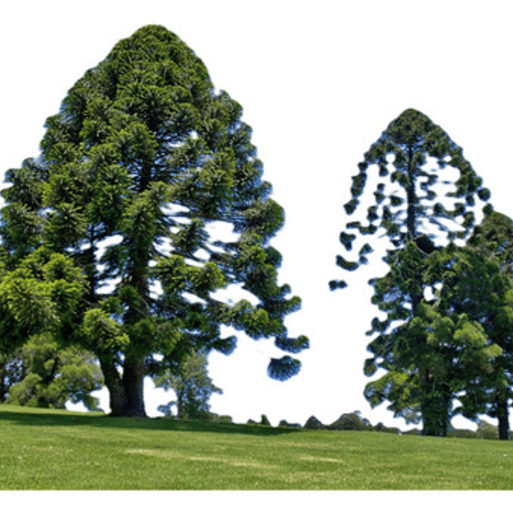 Araucaria Bidwillii Australiana Árbol Exótico Ornamental 1