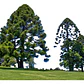 Araucaria Bidwillii Australiana Árbol Exótico Ornamental - Miniatura 1