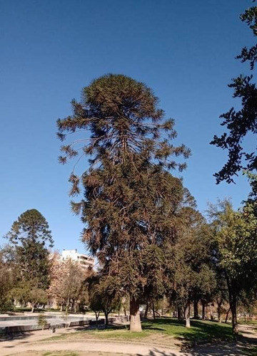Araucaria Bidwillii Australiana Árbol Exótico Ornamental 2