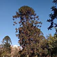 Araucaria Bidwillii Australiana Árbol Exótico Ornamental - Miniatura 2