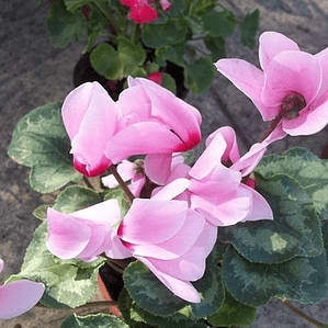 Violeta De Persia Rosada Planta Ornamental