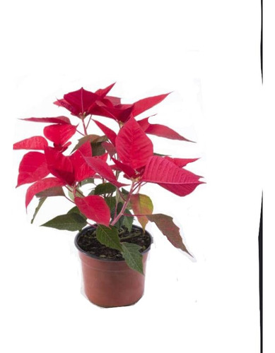 Corona Del Inca Arbusto Ornamental Flor De Pascua 1