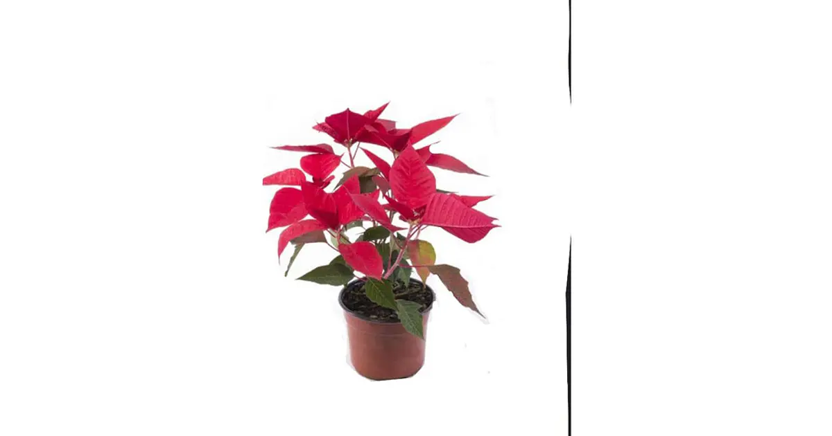 Corona Del Inca Arbusto Ornamental Flor De Pascua