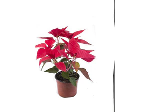Corona Del Inca Arbusto Ornamental Flor De Pascua