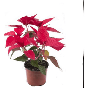 Corona Del Inca Arbusto Ornamental Flor De Pascua