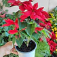 Corona Del Inca Arbusto Ornamental Flor De Pascua - Miniatura 2
