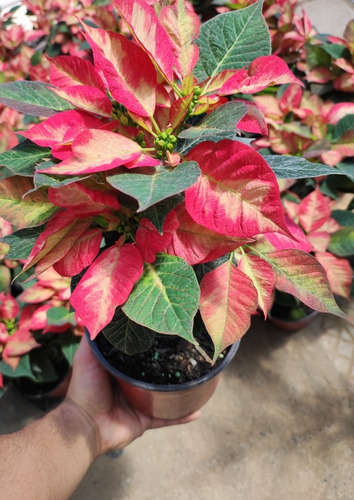 Corona Del Inca Arbusto Ornamental Flor De Pascua 3
