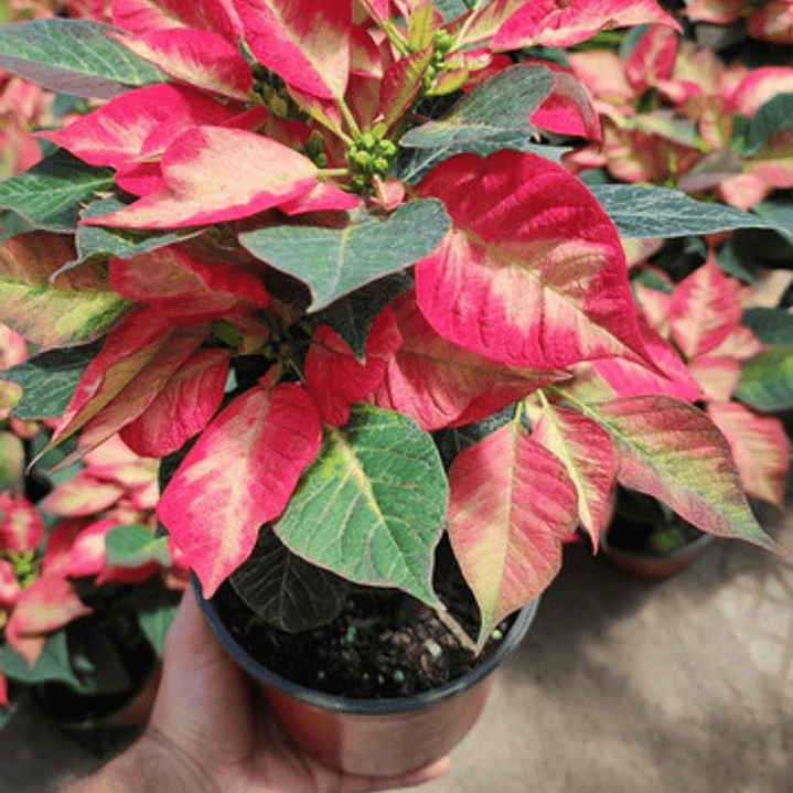 Corona Del Inca Arbusto Ornamental Flor De Pascua 3