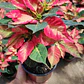 Corona Del Inca Arbusto Ornamental Flor De Pascua - Miniatura 3