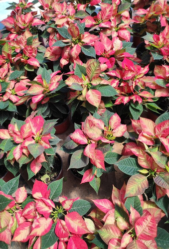 Corona Del Inca Arbusto Ornamental Flor De Pascua 4