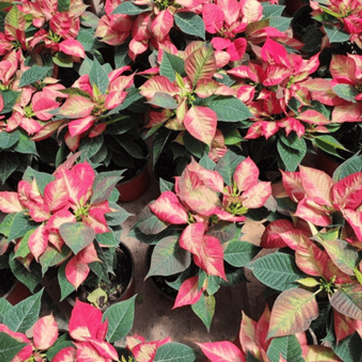 Corona Del Inca Arbusto Ornamental Flor De Pascua 4