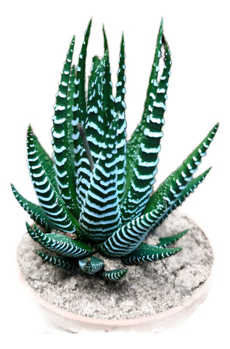 Haworthia Attenuata Zebra En Macetero Suculenta Ornamental 1