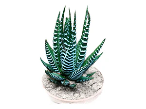 Haworthia Attenuata Zebra En Macetero Suculenta Ornamental