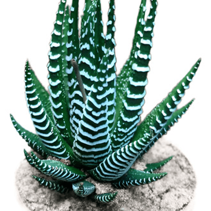 Haworthia Attenuata Zebra En Macetero Suculenta Ornamental 1