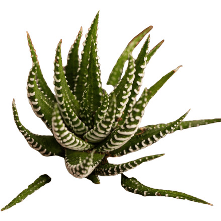 Haworthia Attenuata Zebra En Macetero Suculenta Ornamental 2