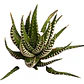 Haworthia Attenuata Zebra En Macetero Suculenta Ornamental - Miniatura 2