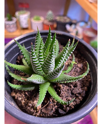 Haworthia Attenuata Zebra En Macetero Suculenta Ornamental 3