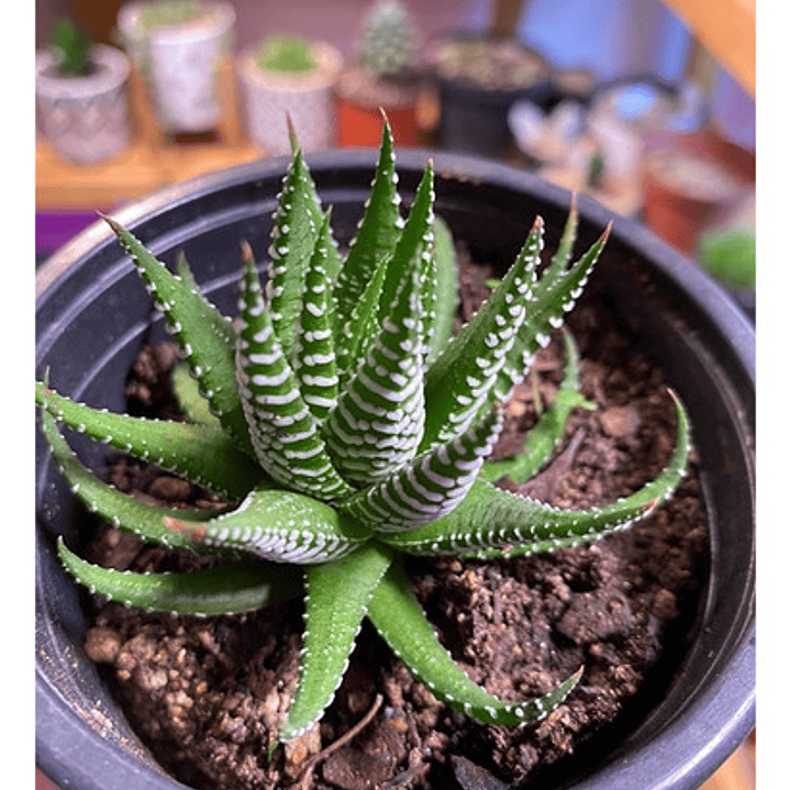 Haworthia Attenuata Zebra En Macetero Suculenta Ornamental 3