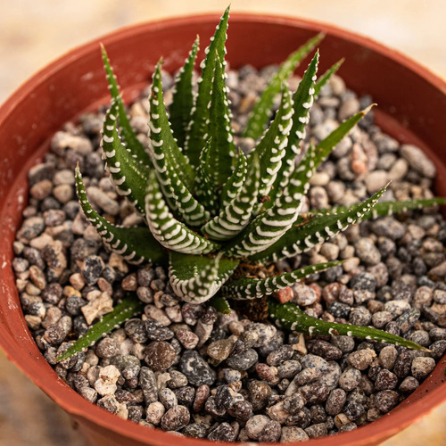 Haworthia Attenuata Zebra En Macetero Suculenta Ornamental 4