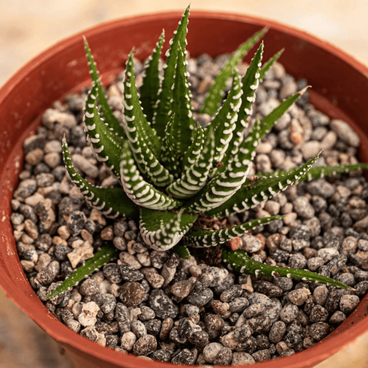 Haworthia Attenuata Zebra En Macetero Suculenta Ornamental 4