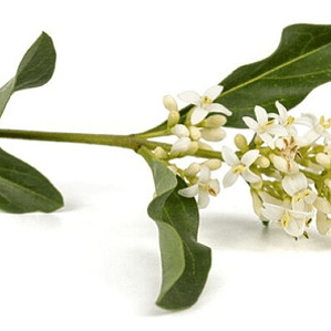 Ligustro Pekinés Arbusto Pequeño Ornamental