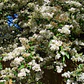 Ligustro Pekinés Arbusto Pequeño Ornamental - Miniatura 3