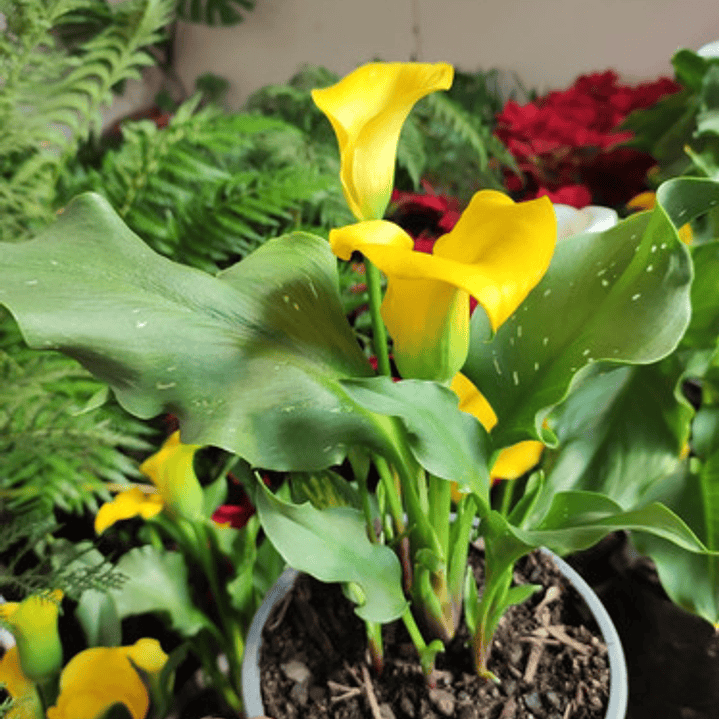 Cala Amarilla Planta Bulbo De Flor 1