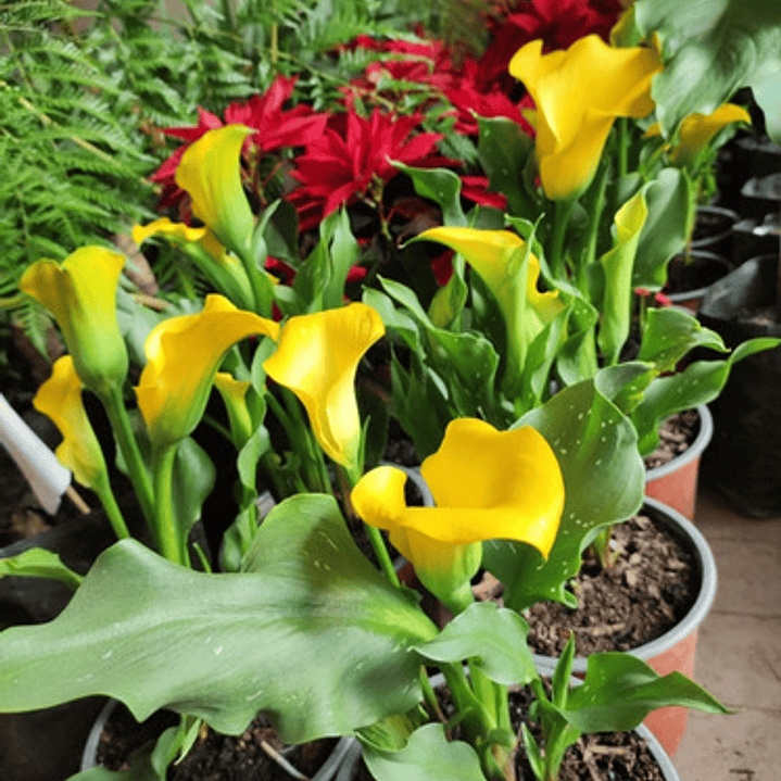 Cala Amarilla Planta Bulbo De Flor 2