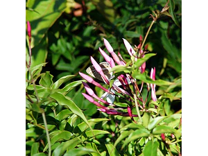 Jazmín Poleante Pequeño Trepadora Ornamental Perfumado