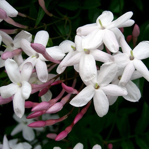 Jazmín Poleante Pequeño Trepadora Ornamental Perfumado 2