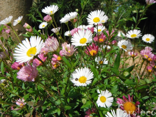 Vitadinea Cubresuelo Planta Flor 1