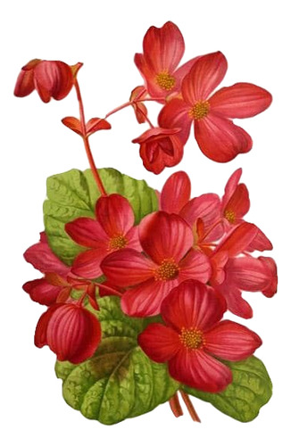 Begonia Corazón De Jesús Planta Ornamental 1