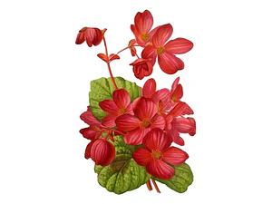 Begonia Corazón De Jesús Planta Ornamental