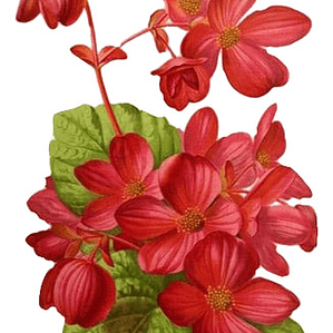 Begonia Corazón De Jesús Planta Ornamental