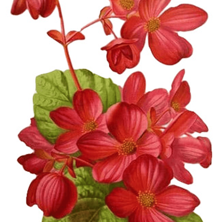 Begonia Corazón De Jesús Planta Ornamental 1