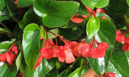 Begonia Corazón De Jesús Planta Ornamental 2