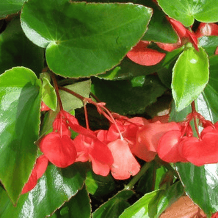 Begonia Corazón De Jesús Planta Ornamental 2