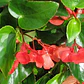 Begonia Corazón De Jesús Planta Ornamental - Miniatura 2