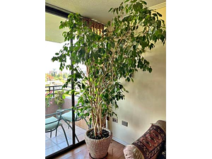 Ficus Benjamina Xl 1,5 M Planta Interior Ornamental