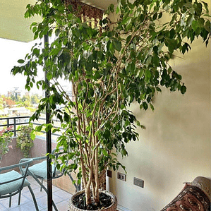 Ficus Benjamina Xl 1,5 M Planta Interior Ornamental