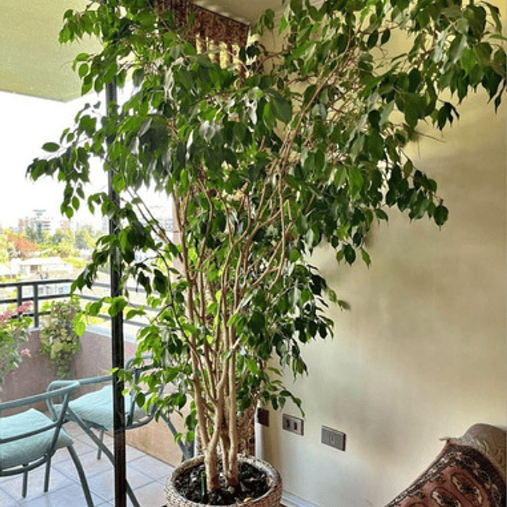 Ficus Benjamina Xl 1,5 M Planta Interior Ornamental 1