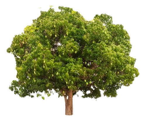 Ombú Pequeño Árbol Ornamental 1