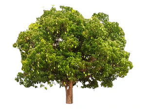 Ombú Pequeño Árbol Ornamental
